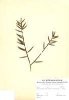 藏品(臺灣油杉)的圖片